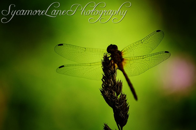 [dragonflyw10.jpg]