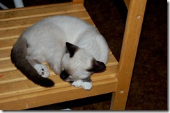catdogbin7