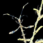 Skeleton shrimp