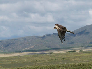 We scared up many a bird.