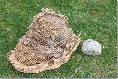 Hornet's Nest-3 Hornet's Nest-3