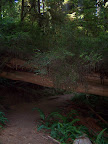 california_sequoia