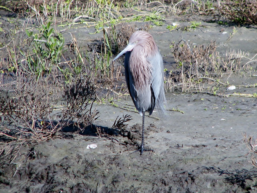 [6227%2520Texas%252C%2520South%2520Padre%2520Island%2520-%2520Birding%2520and%2520Nature%2520Center%2520guided%2520bird%2520walk%2520-%2520Reddish%2520Egret%2520%2528rufous%2520form%2529%255B3%255D.jpg]