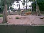 Lama in Korkeasaari zoo