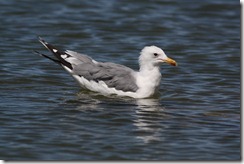 California Gull