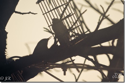 NuthatchEating-3105
