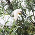 IMG_6755.JPG