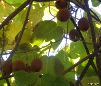 [Folhas%2520que%2520v%25C3%25A3o...Dez%25202011%255B5%255D.jpg]