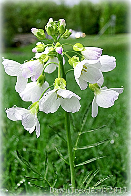 CIMG4454-001
