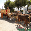 DesfiledeCarrosdeBois2011-050.jpg