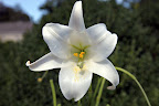 They might even go as far as to mention that lilies are toxic to pets, especially cats.  Even the pollen is toxic and if a cat has any on his or her fur, he or she should be given a bath immediately.