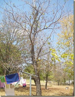 Catalpa Tree- summer 2011