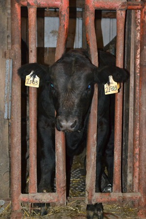 [calf%25203%255B3%255D.jpg]