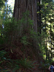 california_sequoia