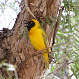 Southern Masked-Weaver (Ploceus velatus)