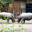 Combat de rhinocéros