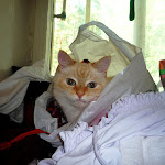 Автор Лариса Сурнина Лариса Сурнина_.jpg