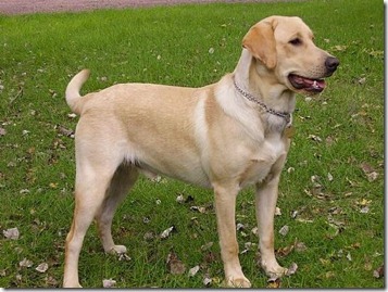razas de perros grandes-Labrador Retriever