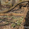 Rezerwat "Śnieżycowy Jar" dsc07007.jpg