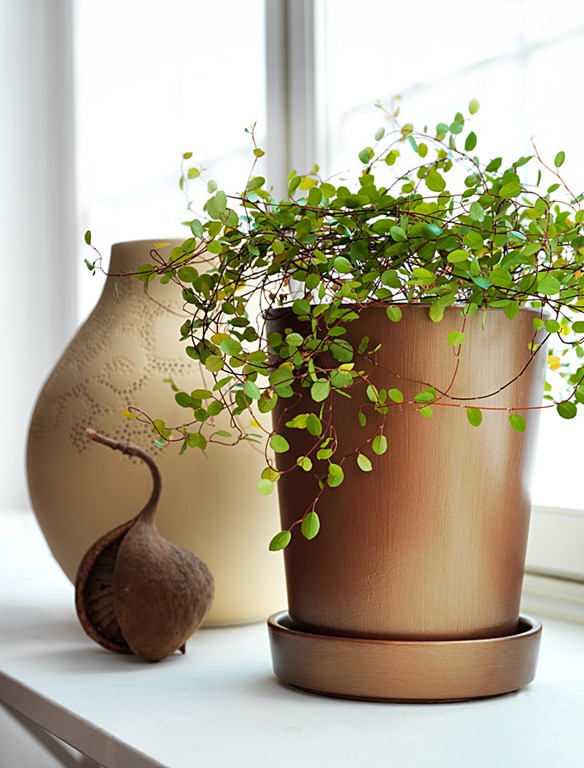 [Flower_pot_new%255B7%255D.jpg]