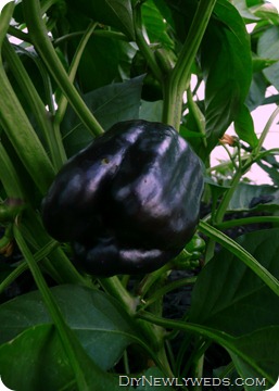 purple-beauty-bell-pepper