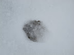To get to the donkeys, we have to trek through the snow and it's so icy cold!  My little paws don't like it very much.  G.K.  with all of your thick fur, you seem to be holding up nicely.