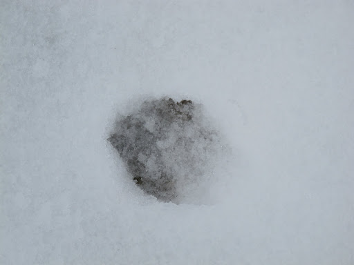 To get to the donkeys, we have to trek through the snow and it's so icy cold!  My little paws don't like it very much.  G.K.  with all of your thick fur, you seem to be holding up nicely.