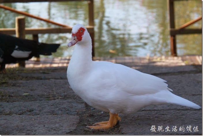 花蓮-理想大地渡假村-豐之谷生態公園。這是白色番鴨。