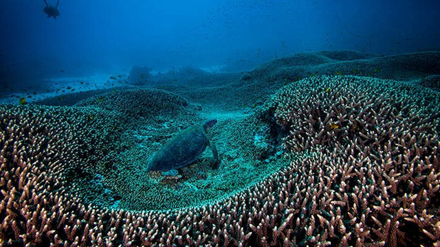 A green turtle in the Great Barrier Reef, which will not be listed as 'in danger'. Photo: Gary Cranitch / Brisbane Times