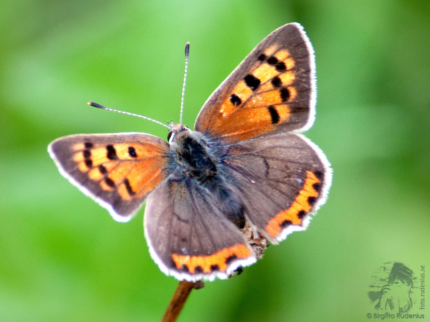 [butterfly_20110730_brown2a%255B2%255D.jpg]