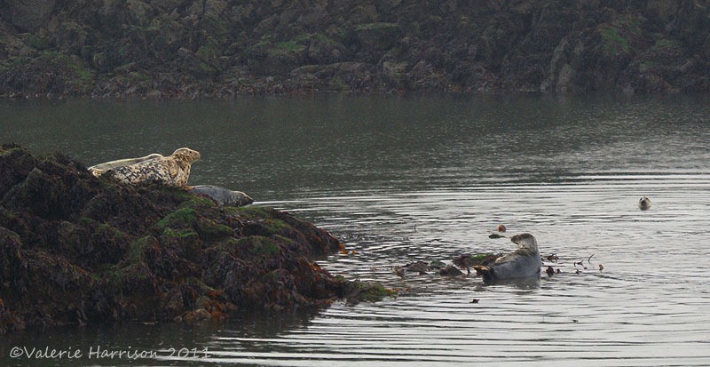 [10-seals%255B2%255D.jpg]