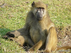 Chobe Nationalpark