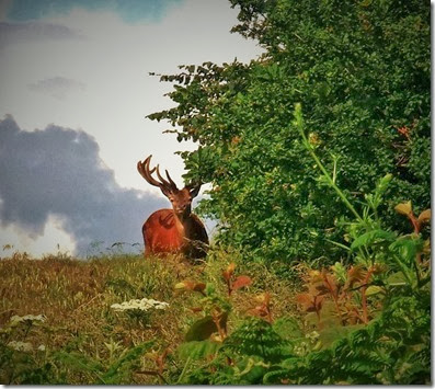 red deer in hammerwich red deer in hammerwich
