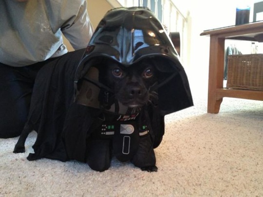 [funny-animals-cute-13%255B2%255D.jpg]