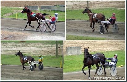 harness racing4