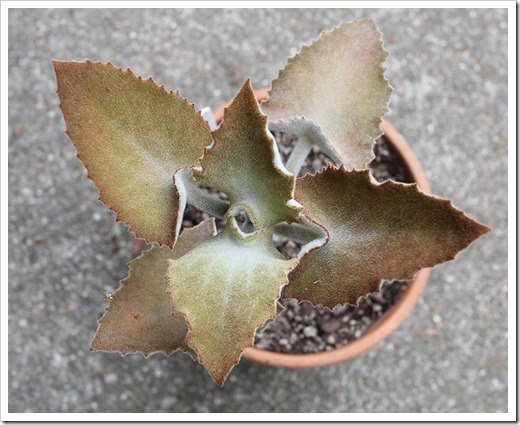 111003_Kalanchoe-beharensis_02