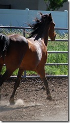 horses2011-12