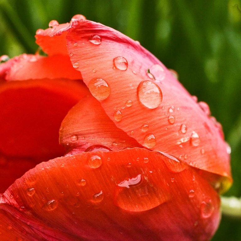 [Tulip%255B4%255D.jpg]