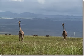Giraffe and Zebra