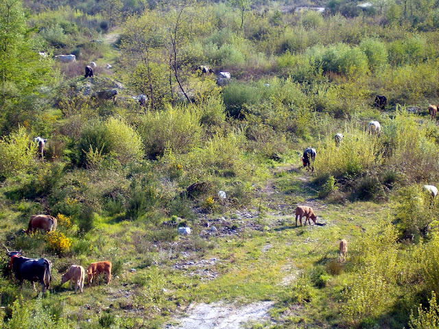 primavera_32_20101009_1589975759.jpg