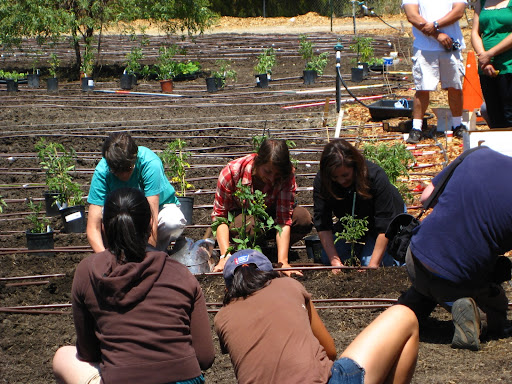 Nora Campos and Amie Frisch plant the first tomatos