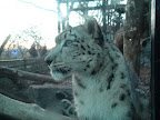 denver_zoo