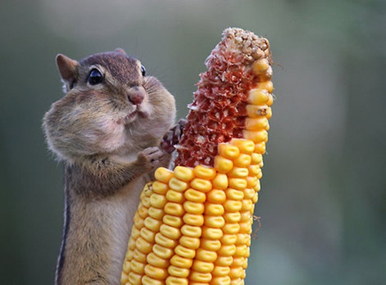 [animals-worried-face-22%255B2%255D.jpg]