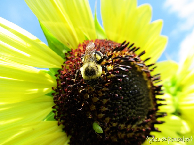 [sunflowerbee2%255B6%255D.jpg]