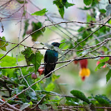Beija-flor - Parque Recinto del Pensamiento - Manizales - Colombia