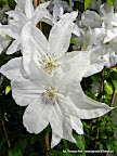 Clematis 'Beautiful Bride'