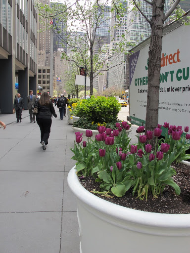 Tulips and daffodils are springing out of the planters on Park.