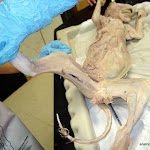 gracilis.JPG