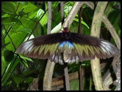 Malaysia, Kuala Lumpur, Butterfly Park, 18 September 2012 (6)