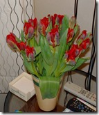 tulpen tulpen